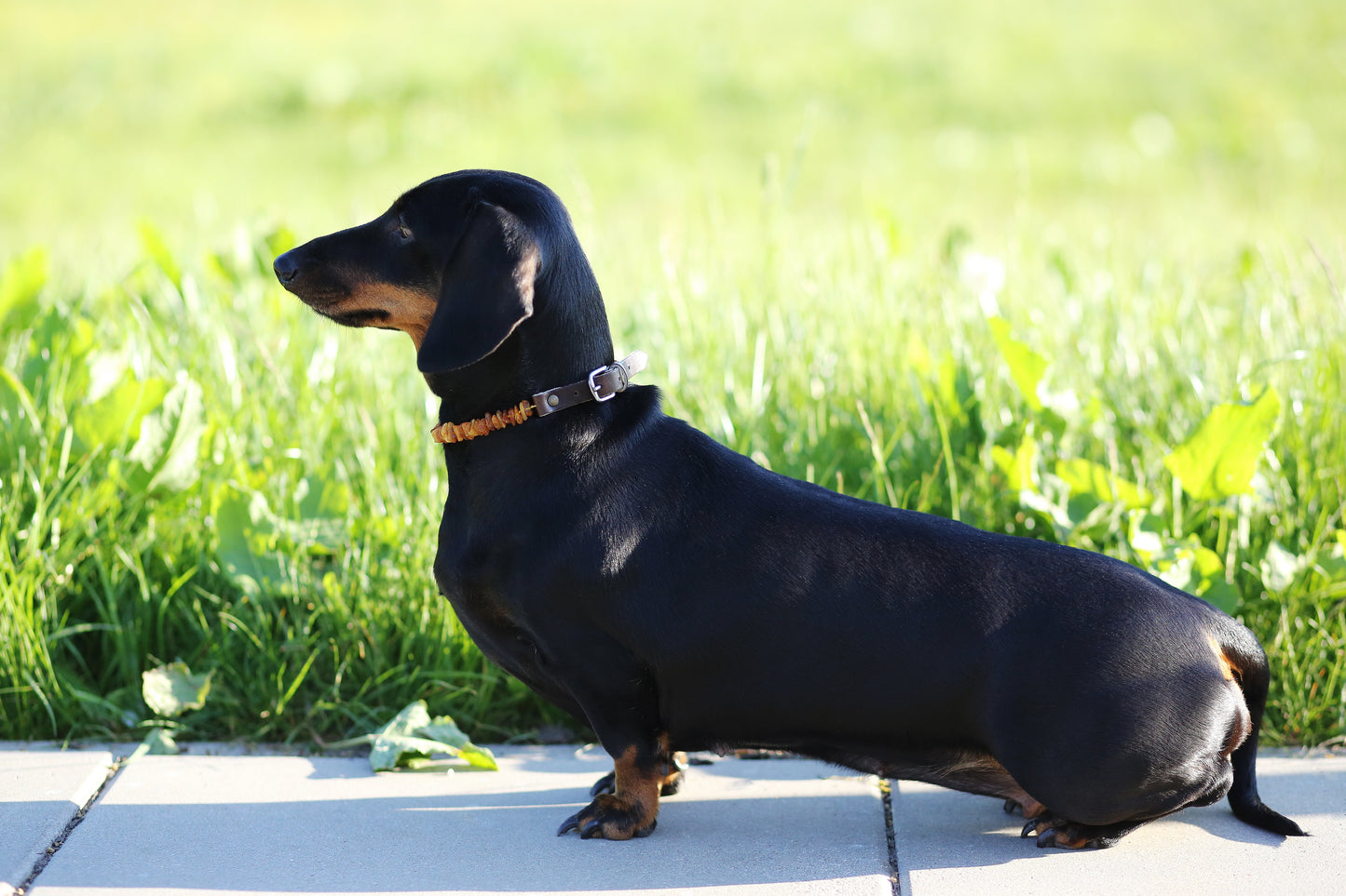 Pet Collars